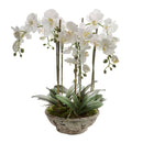 Lifelike White Orchid Distressed Pot 65cm
